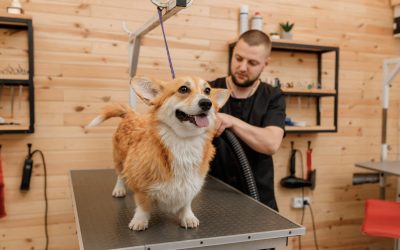 Why Regular Grooming Is Vital for Pets?